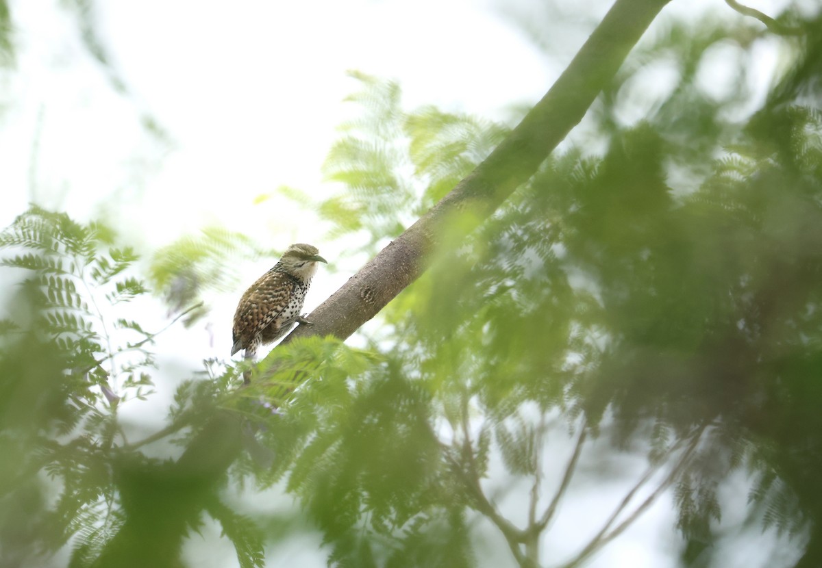 Boucard's Wren - ML641393236