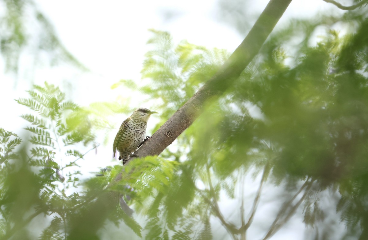 Boucard's Wren - ML641393237