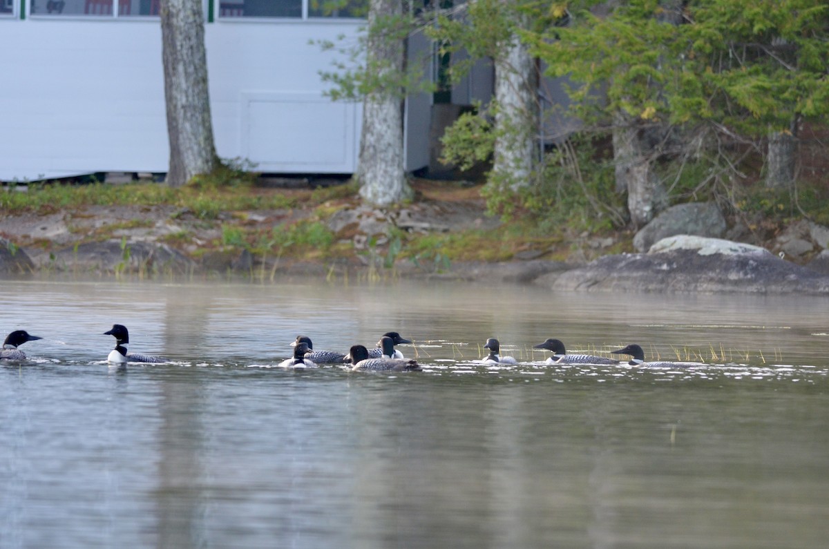 Common Loon - ML641393238
