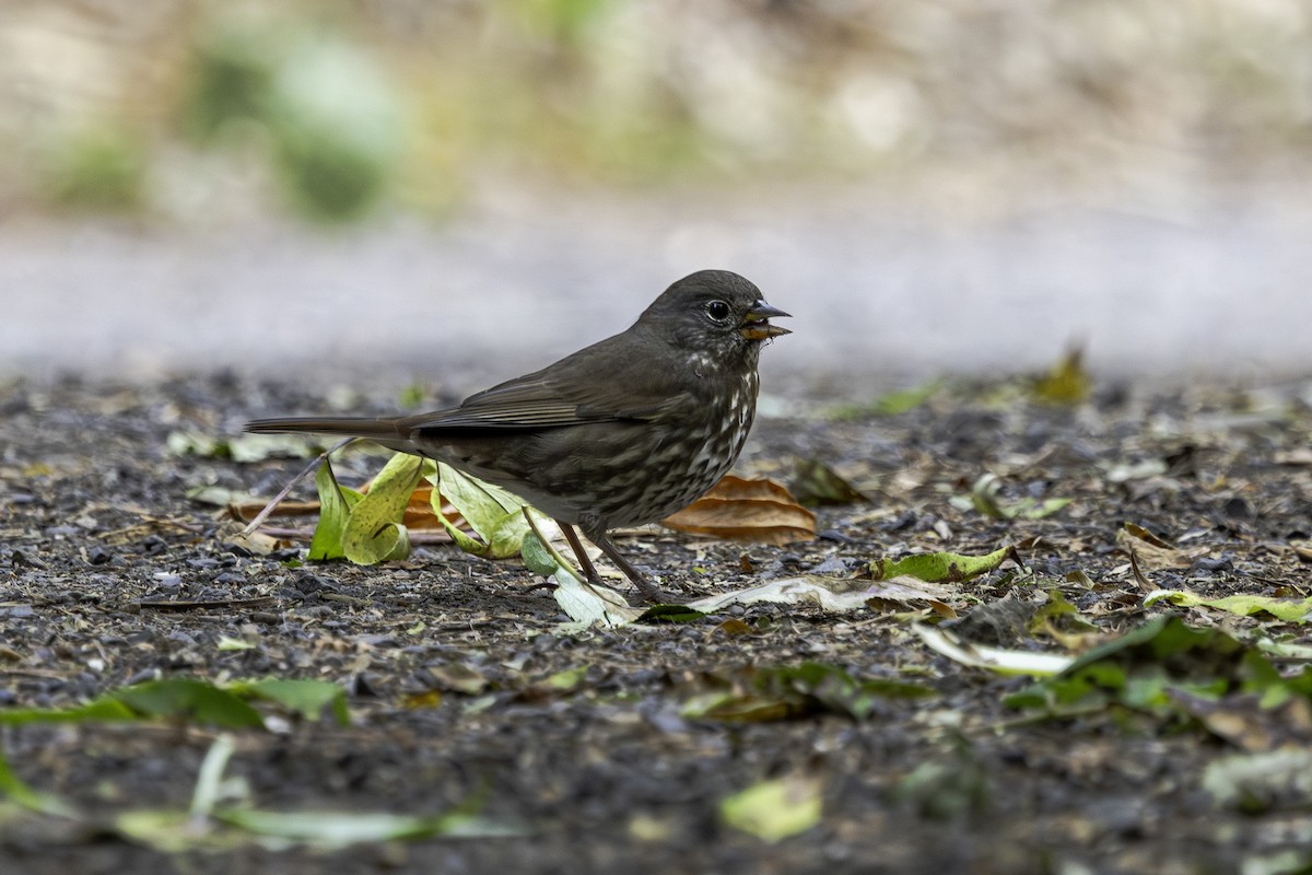 Fox Sparrow - ML641393239