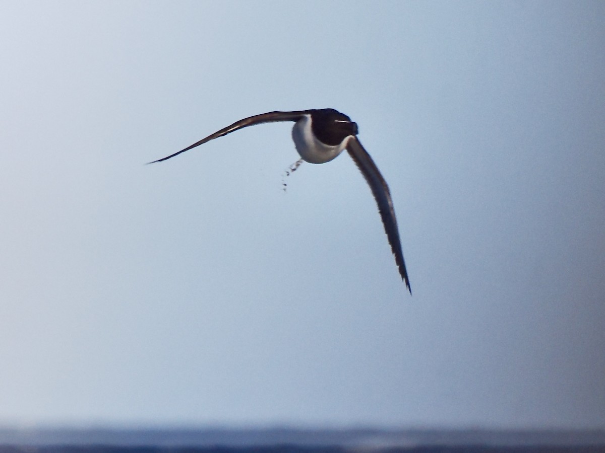 Razorbill - ML641393240