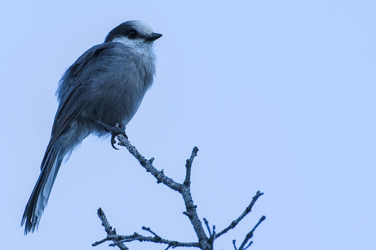 Canada Jay - ML641393243