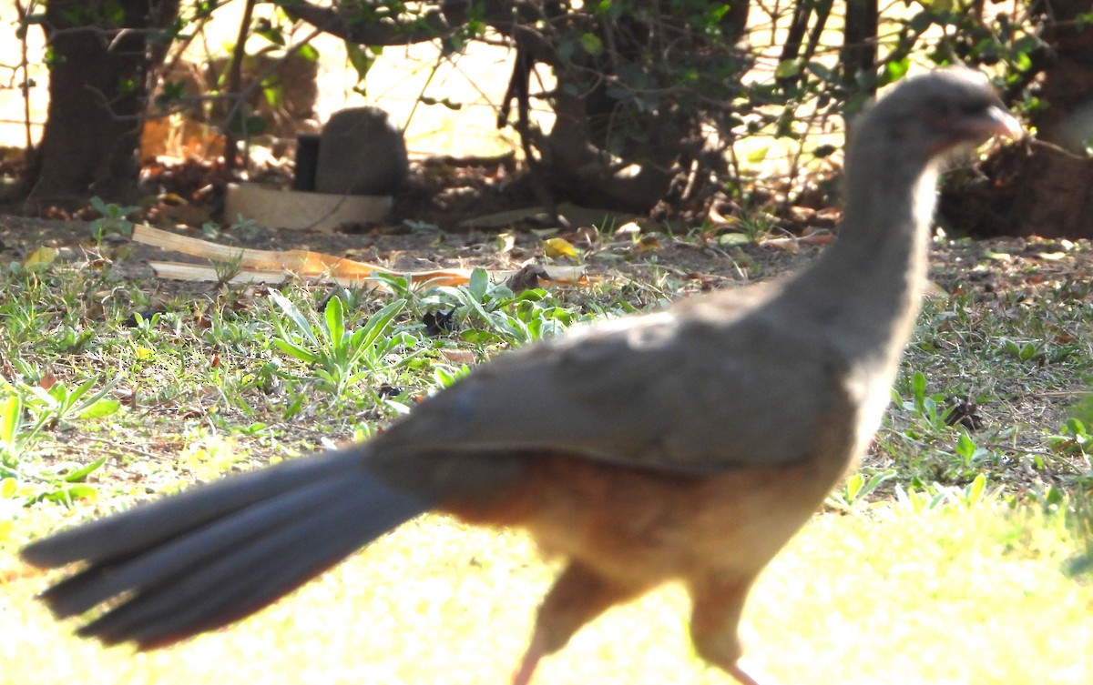Chaco Chachalaca - ML641393245