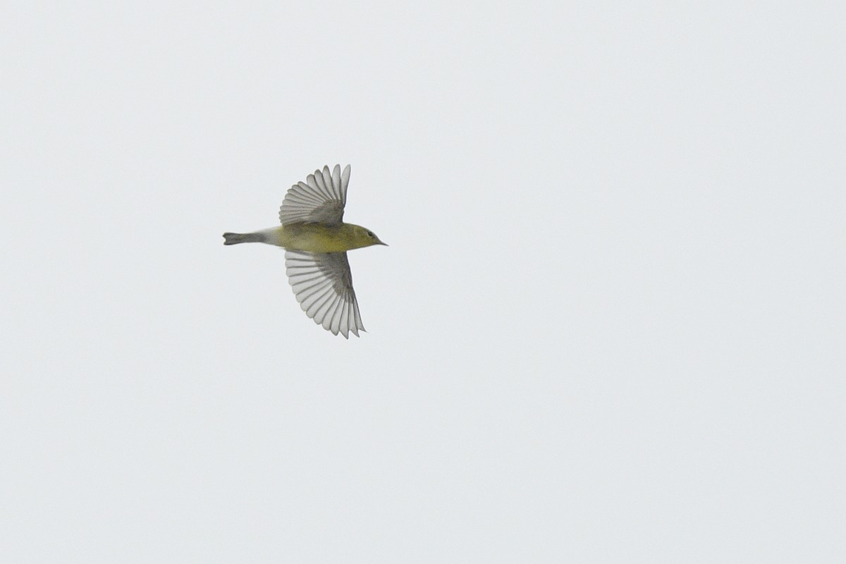 Blackpoll Warbler - ML641393246