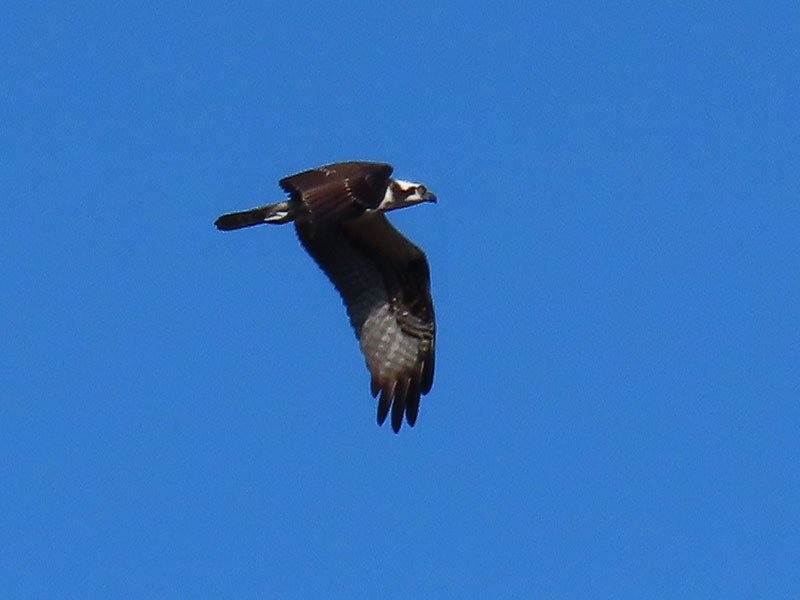 Osprey (American) - ML641393247