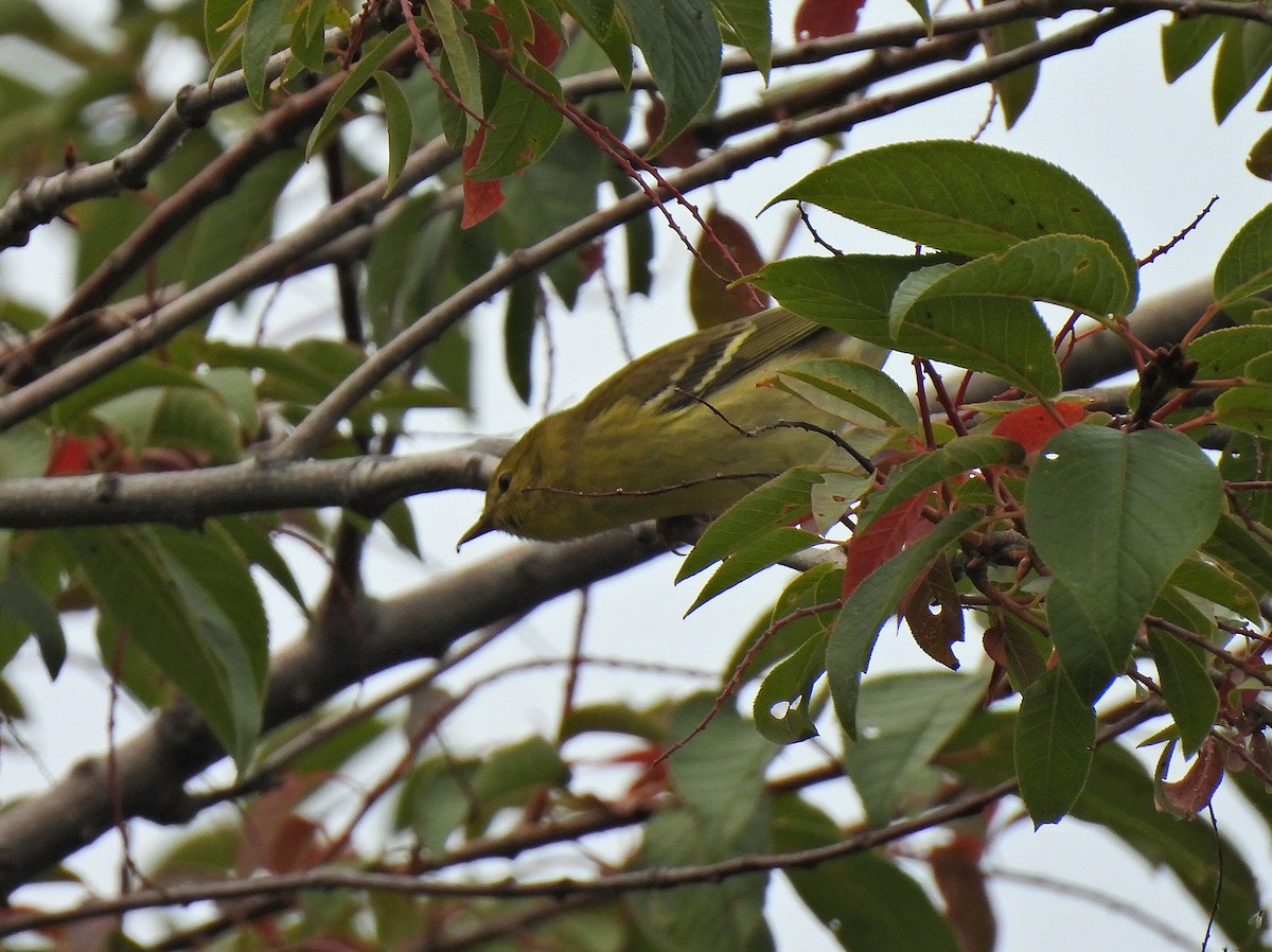 Blackpoll Warbler - ML641393248