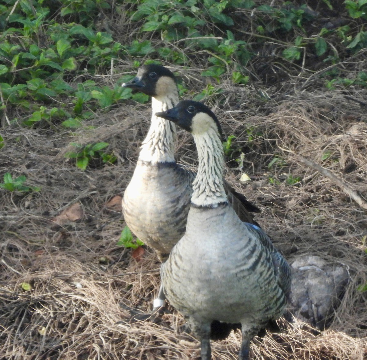 Hawaiian Goose - ML641393250