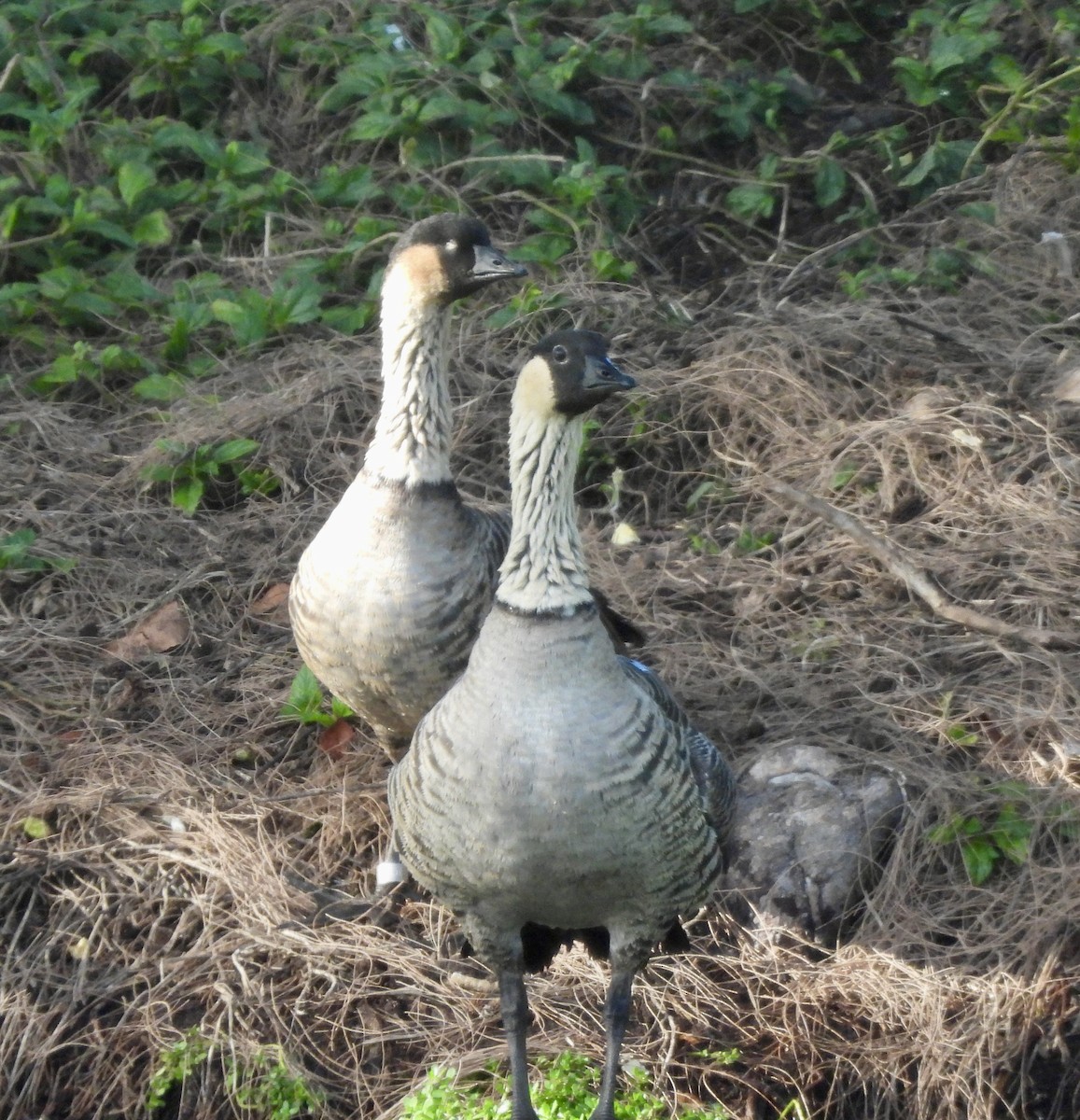 Hawaiian Goose - ML641393251