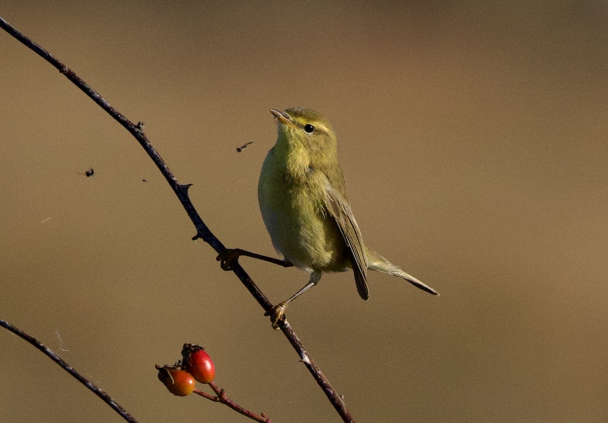 Willow Warbler - ML641393252
