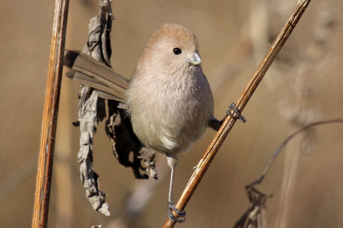 Vinous-throated Parrotbill - ML641393291