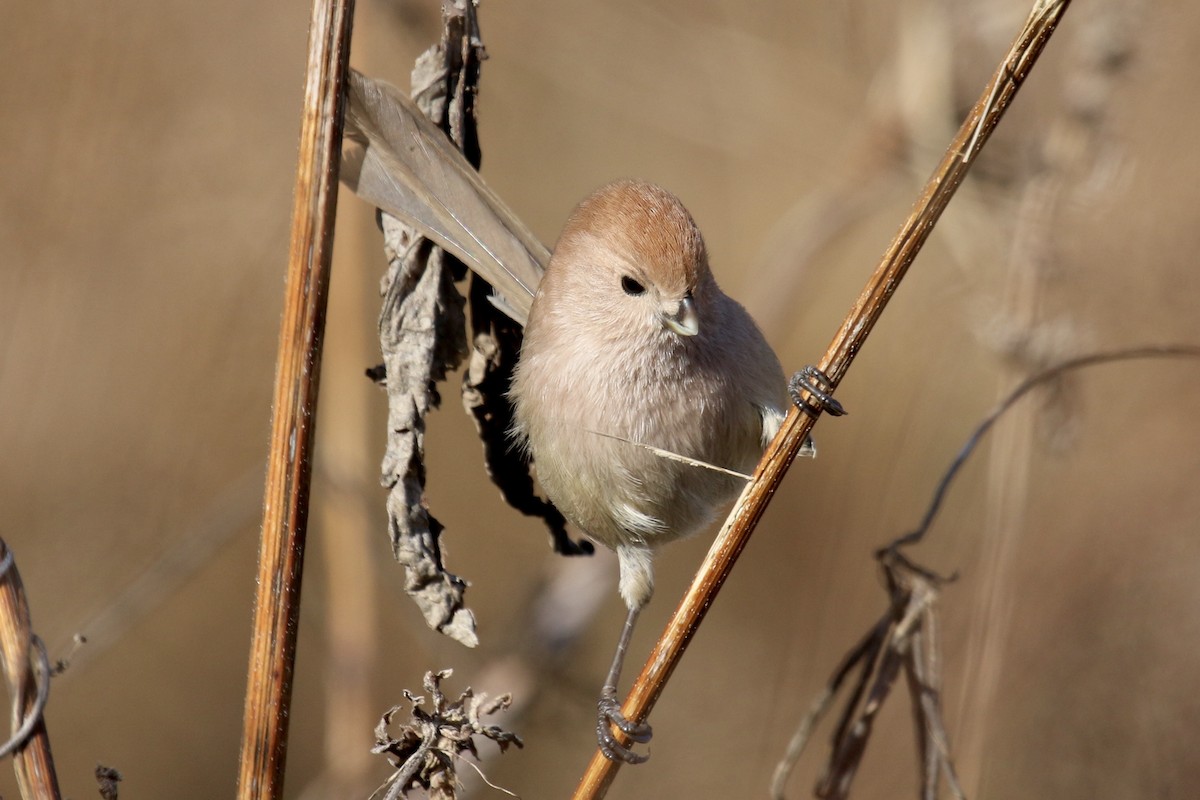 Vinous-throated Parrotbill - ML641393292