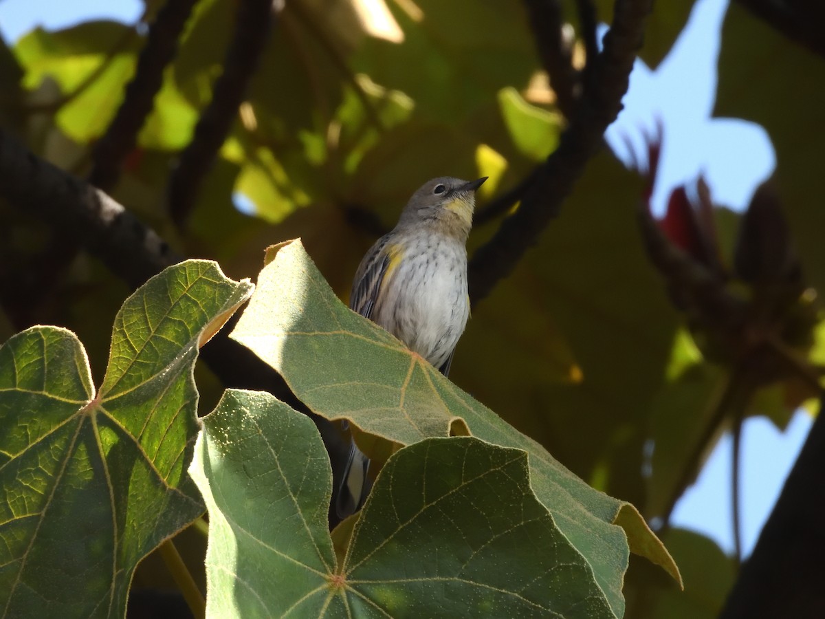Yellow-rumped Warbler - ML641393297