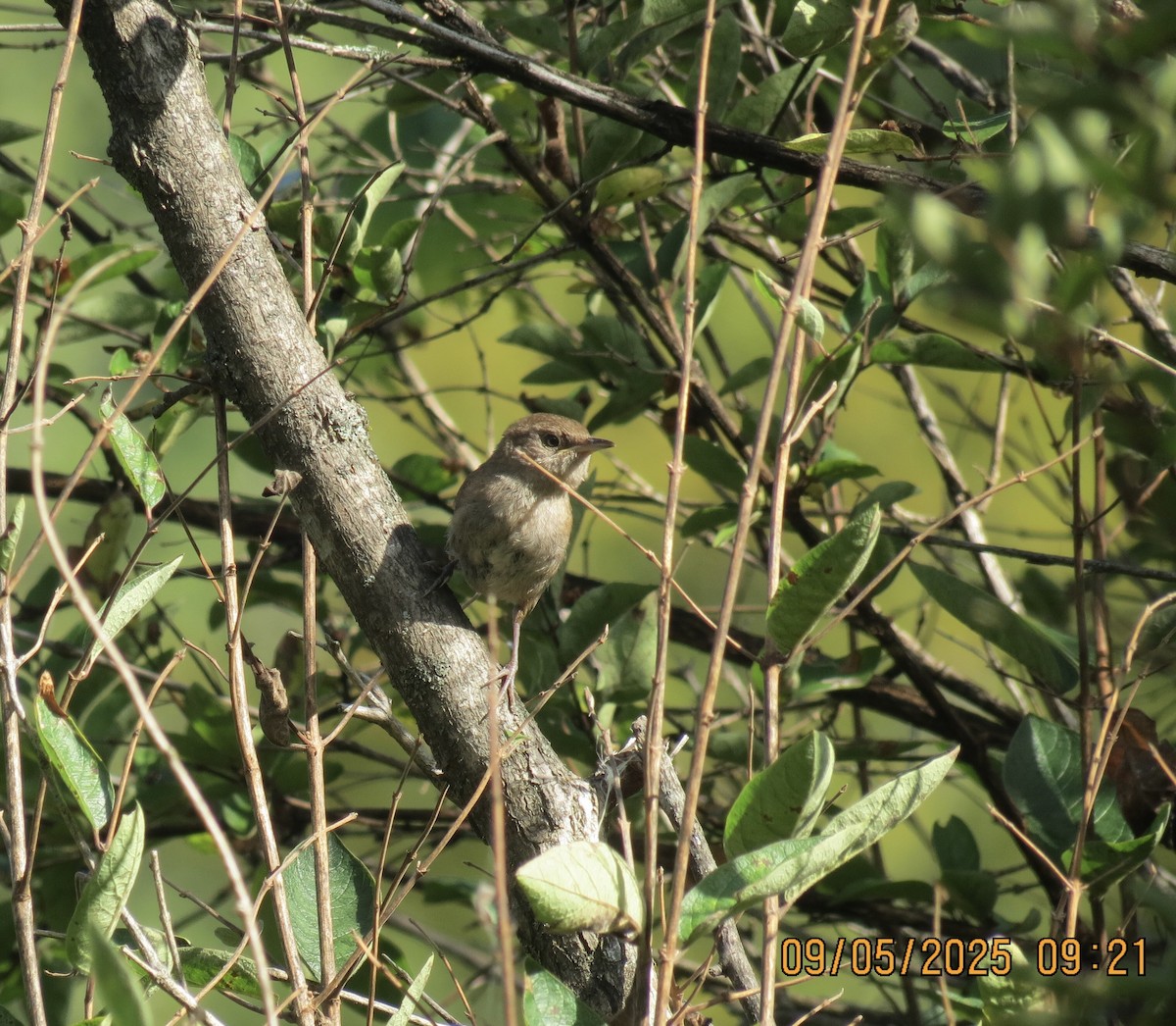 Northern House Wren - ML641393298