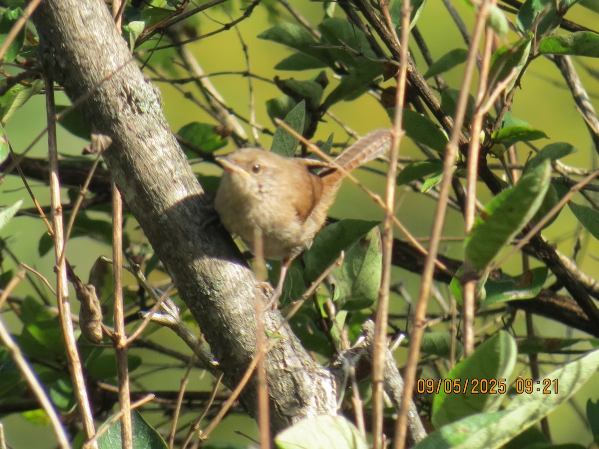 Northern House Wren - ML641393299