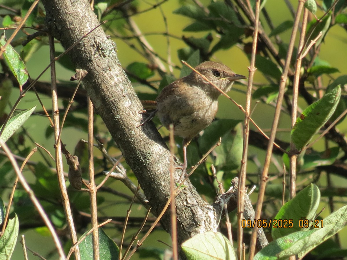 Northern House Wren - ML641393300