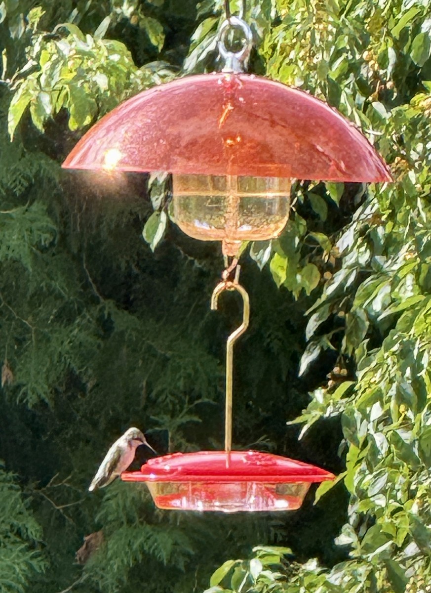 Ruby-throated Hummingbird - ML641393303