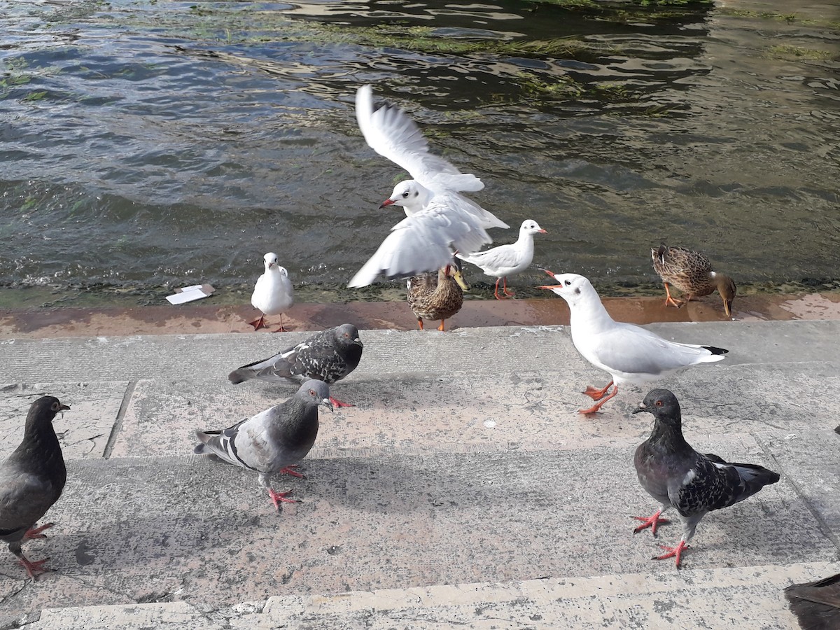 Black-headed Gull - ML641393305