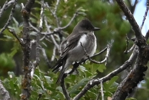 Olive-sided Flycatcher - ML641393306