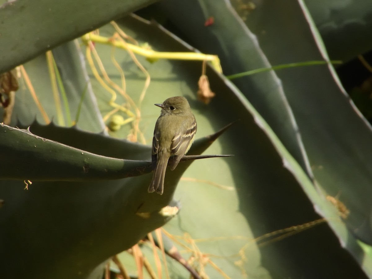Empidonax sp. - ML641393307