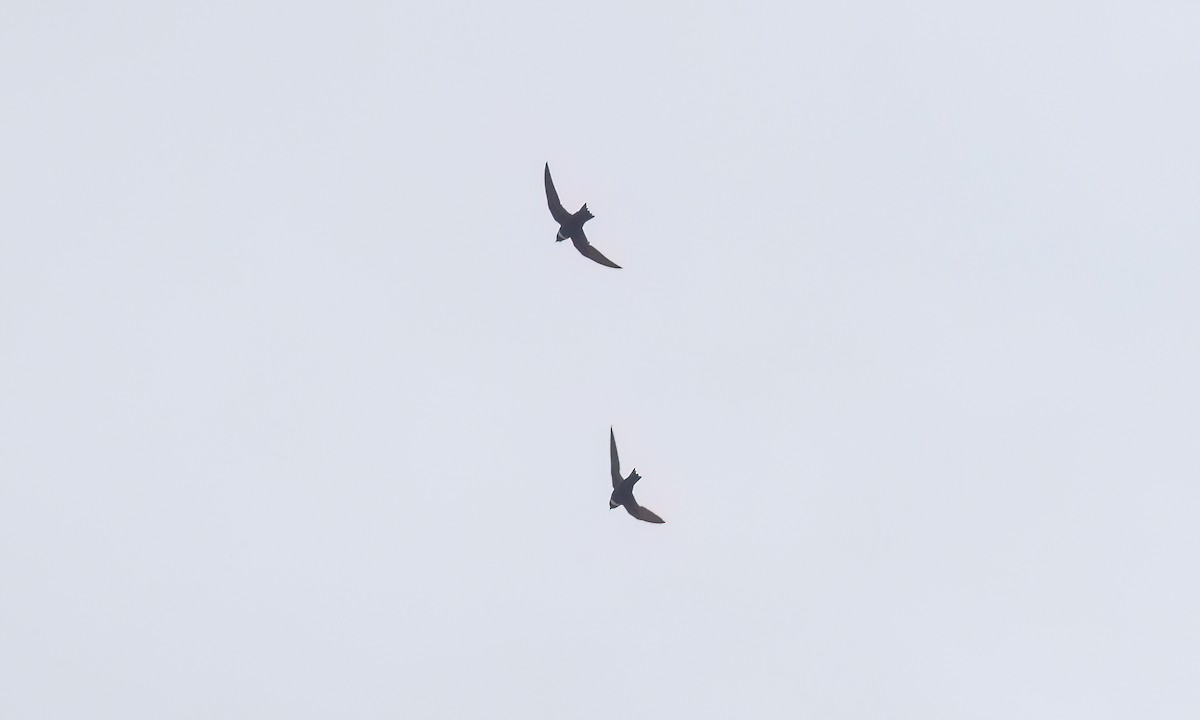 White-collared Swift - ML641393309
