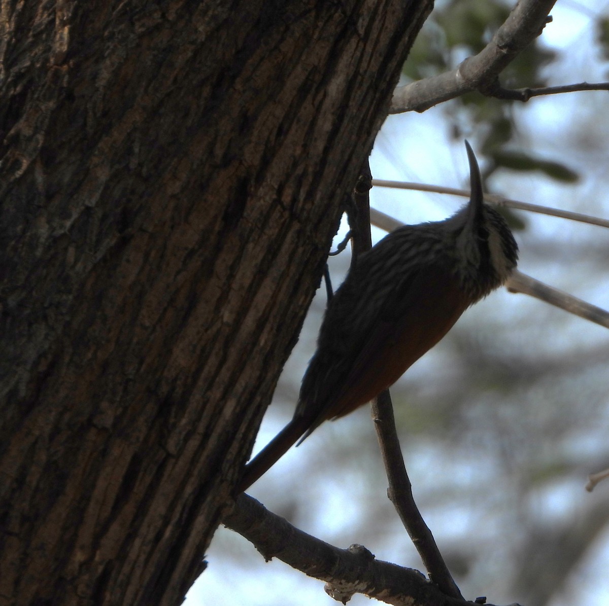 Narrow-billed Woodcreeper - ML641393312