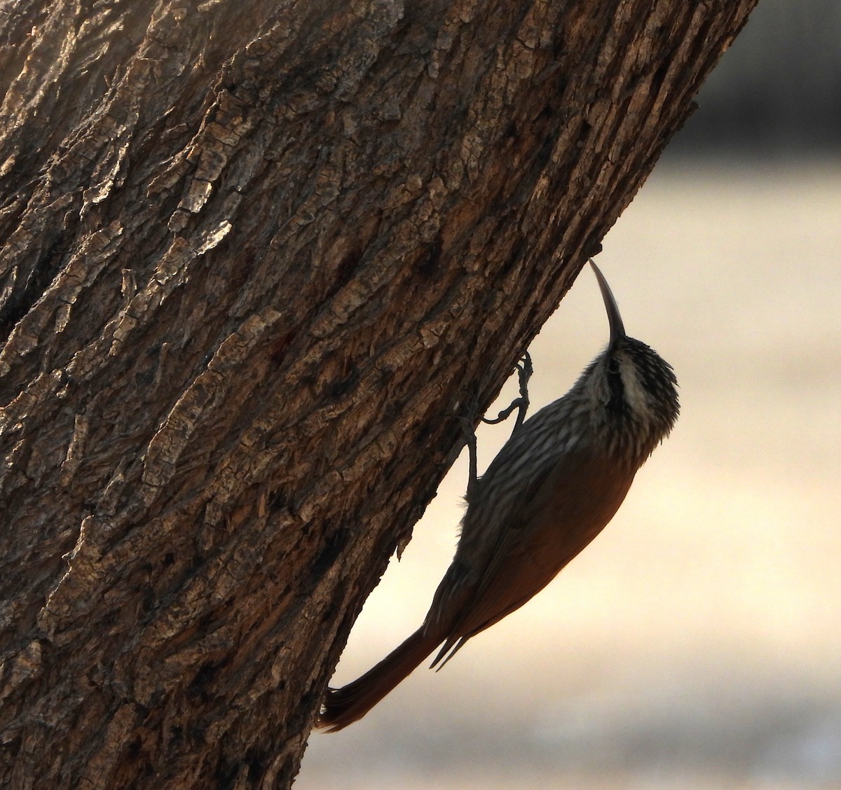Narrow-billed Woodcreeper - ML641393315