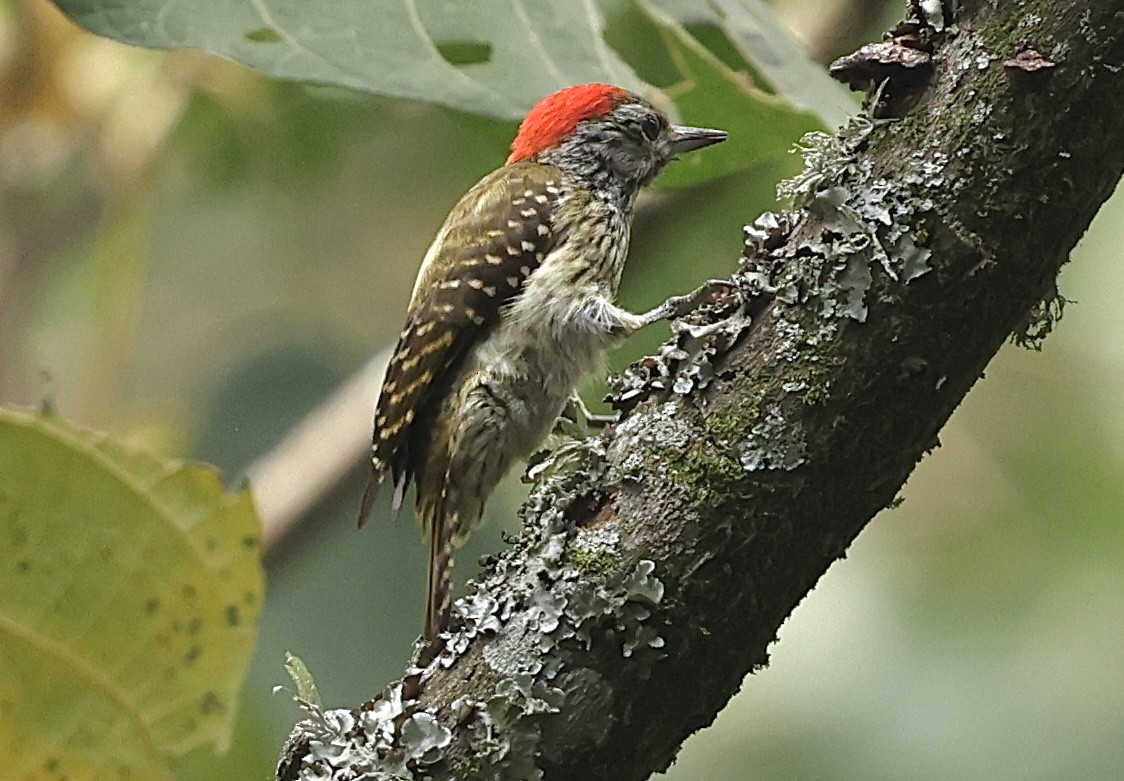 Cardinal Woodpecker - ML641393317
