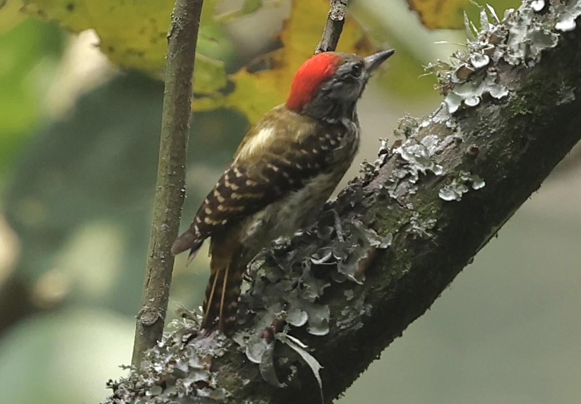 Cardinal Woodpecker - ML641393318
