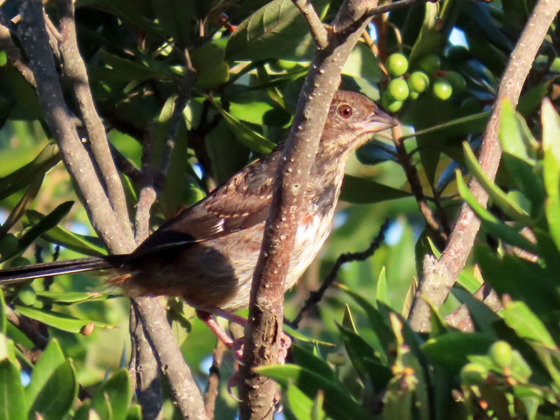 Eastern Towhee (Red-eyed) - ML641393324