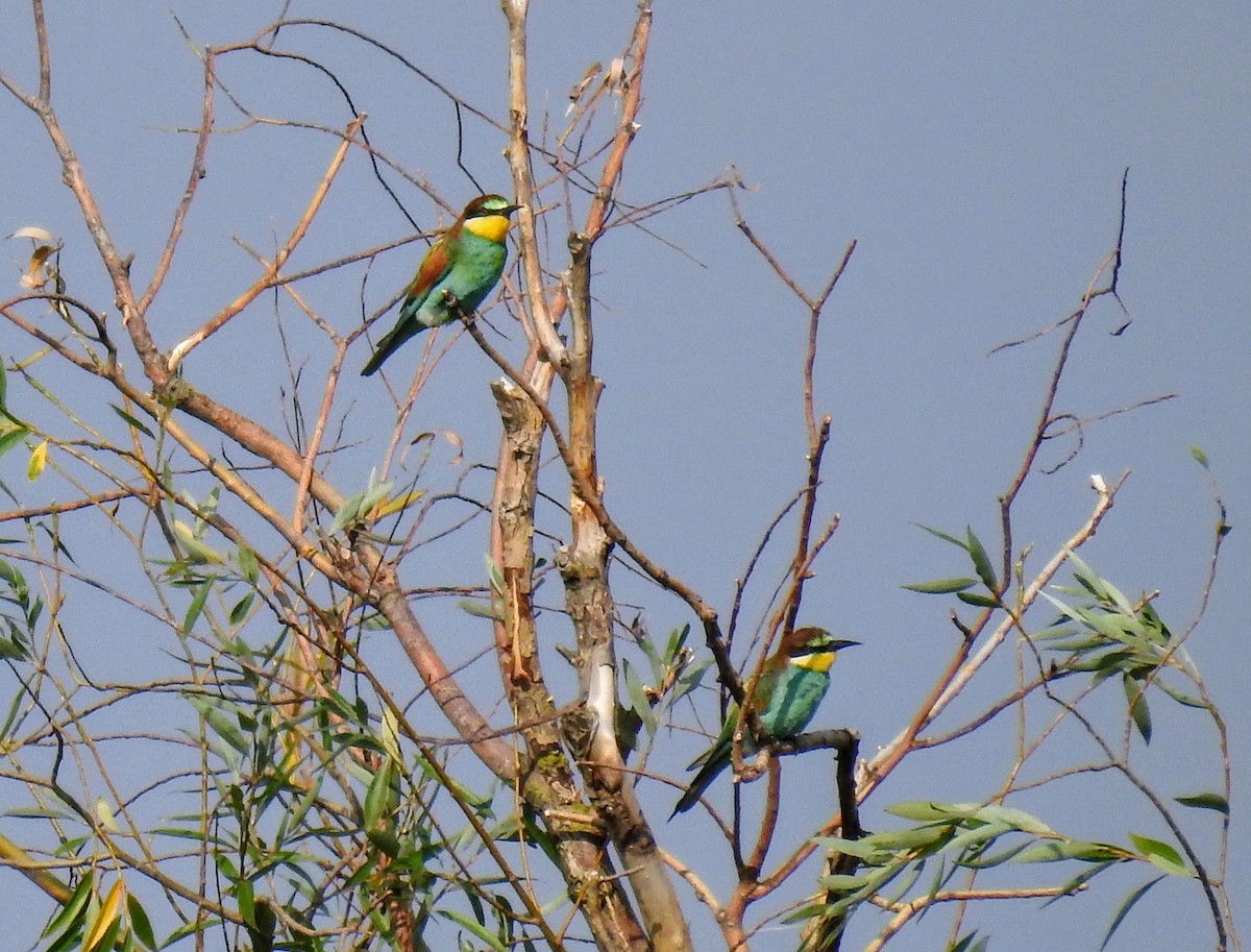 European Bee-eater - ML641393332