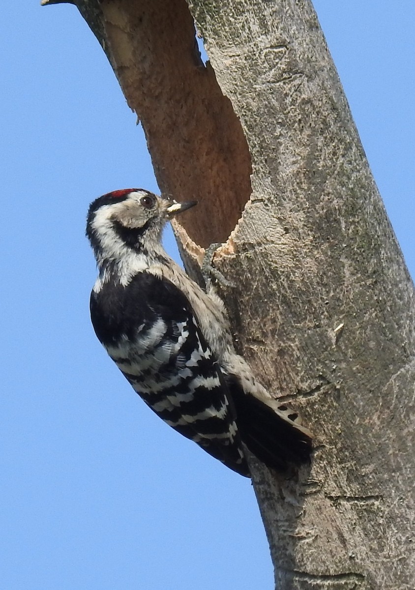Lesser Spotted Woodpecker - ML641393334