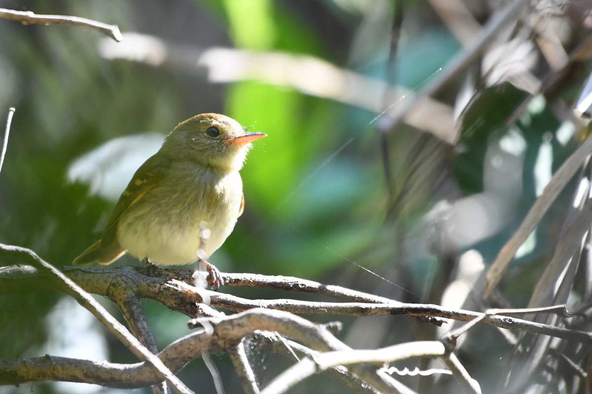 Euler's Flycatcher - ML641393335