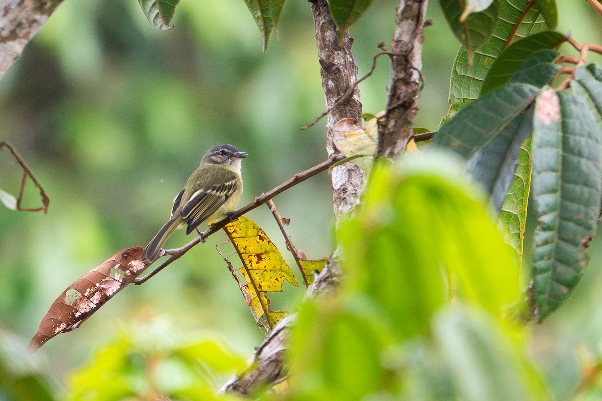Ecuadorian Tyrannulet - ML641393347