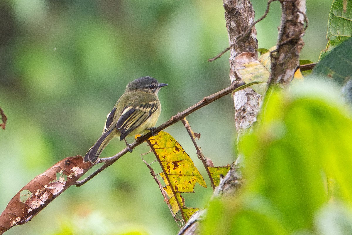 Ecuadorian Tyrannulet - ML641393348