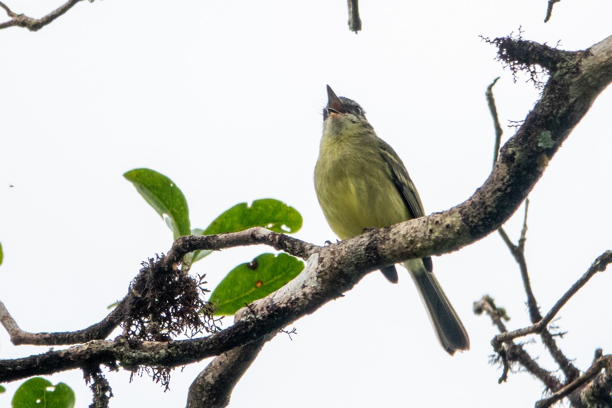 Ecuadorian Tyrannulet - ML641393349