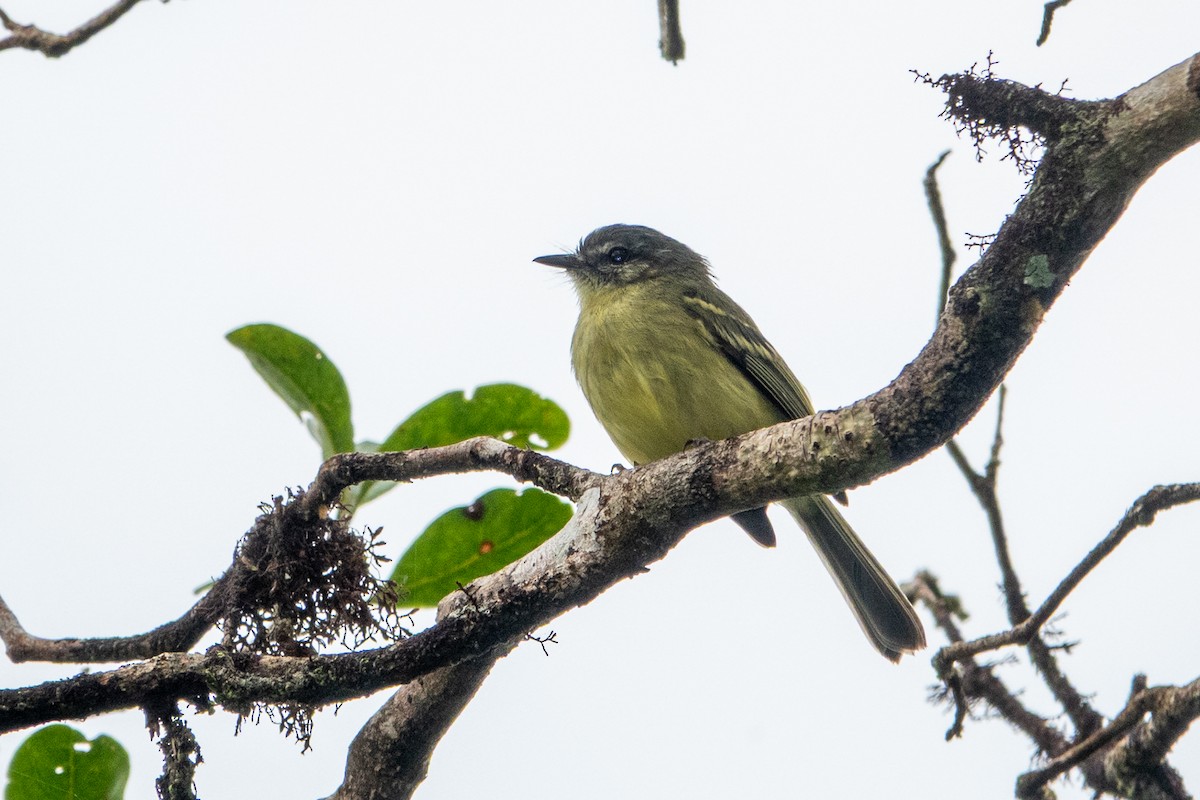 Ecuadorian Tyrannulet - ML641393350