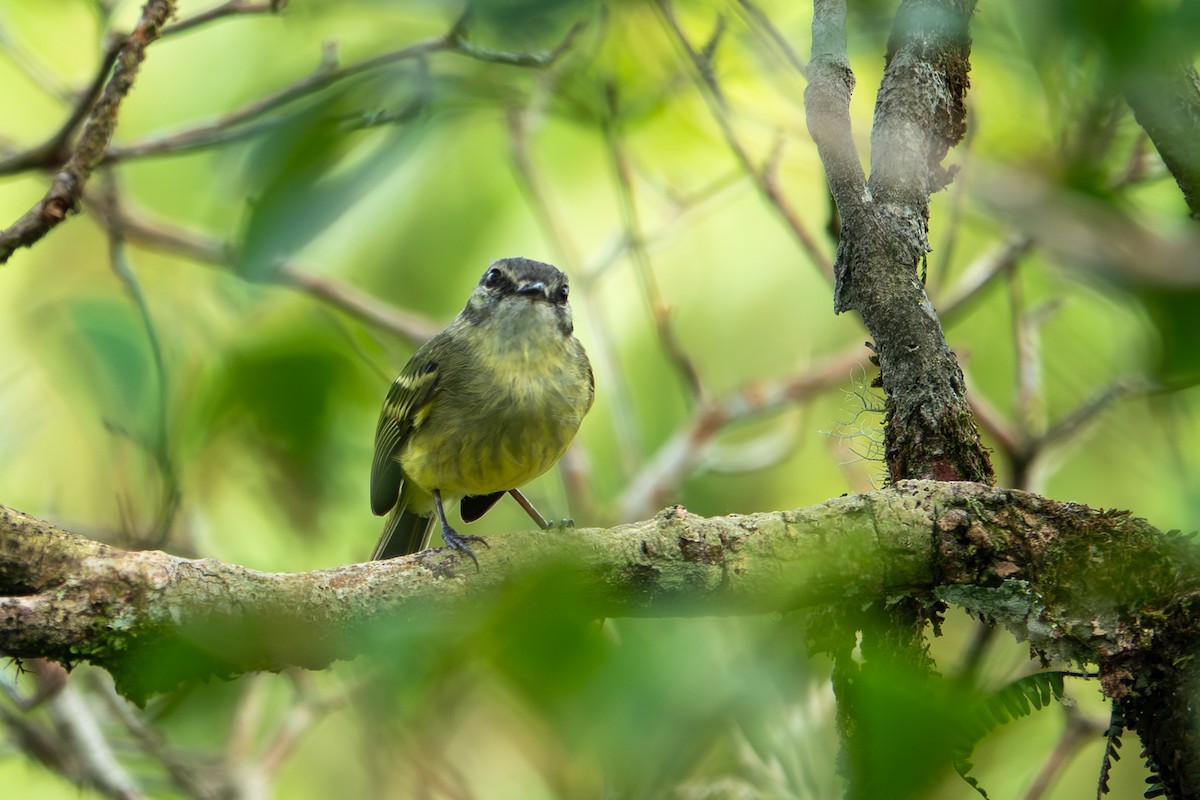 Ecuadorian Tyrannulet - ML641393351