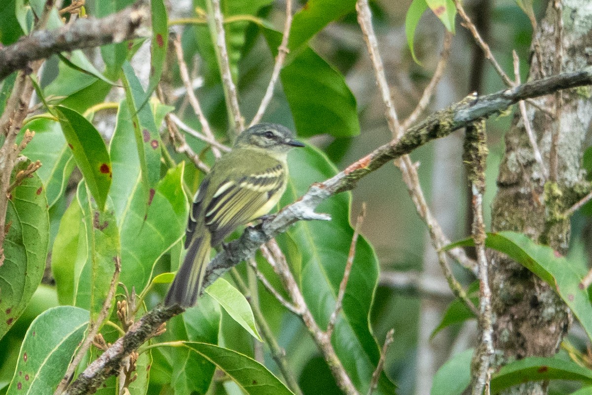 Ecuadorian Tyrannulet - ML641393352