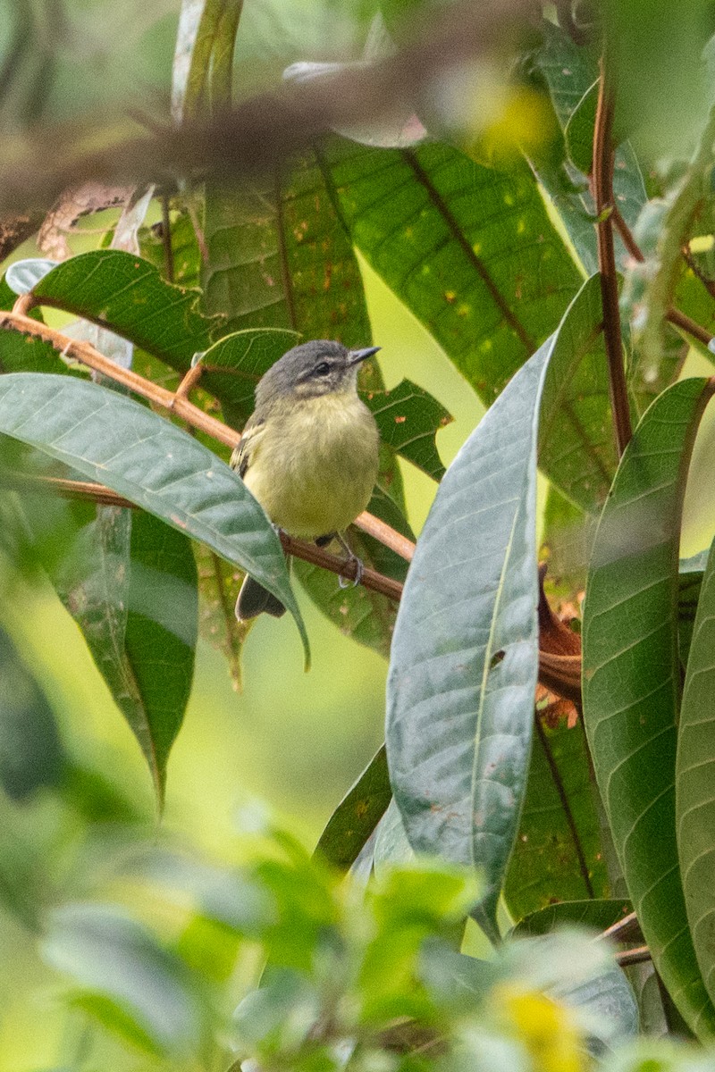 Ecuadorian Tyrannulet - ML641393353