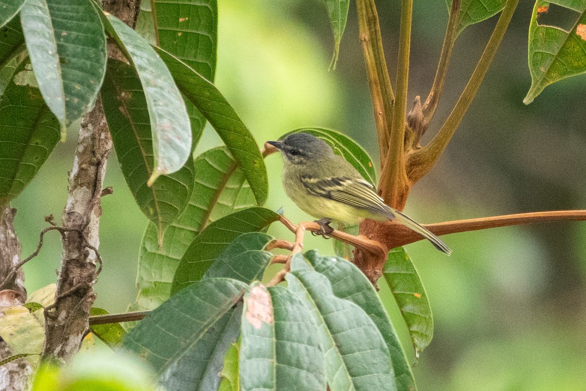 Ecuadorian Tyrannulet - ML641393354