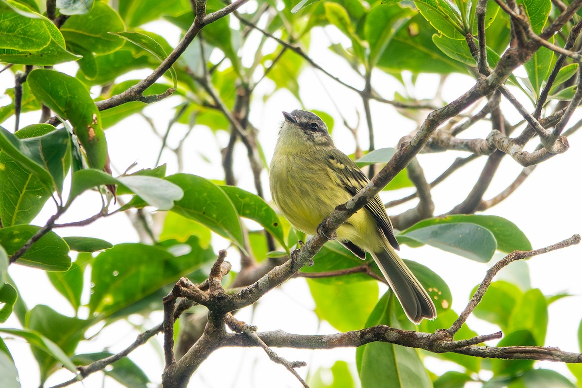 Ecuadorian Tyrannulet - ML641393355
