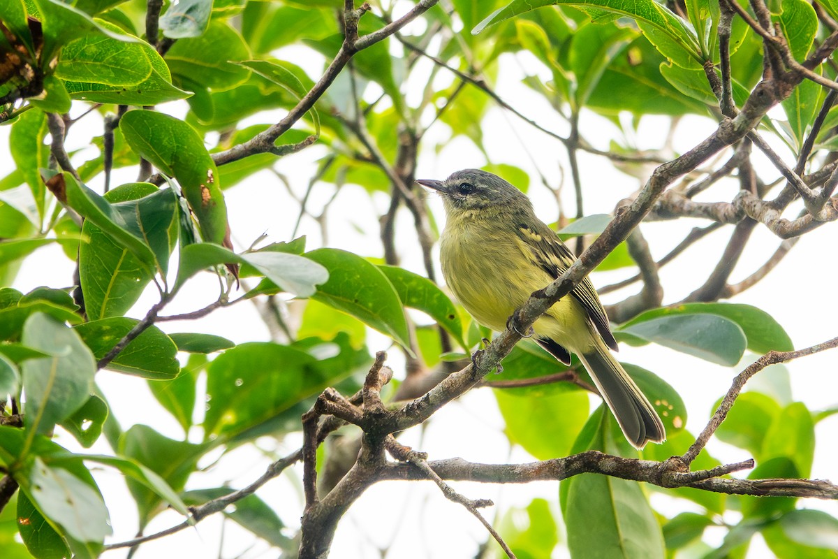 Ecuadorian Tyrannulet - ML641393356