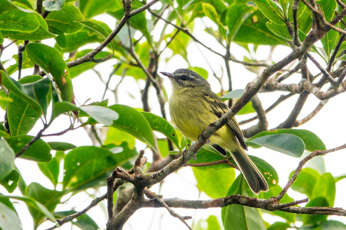 Ecuadorian Tyrannulet - ML641393357