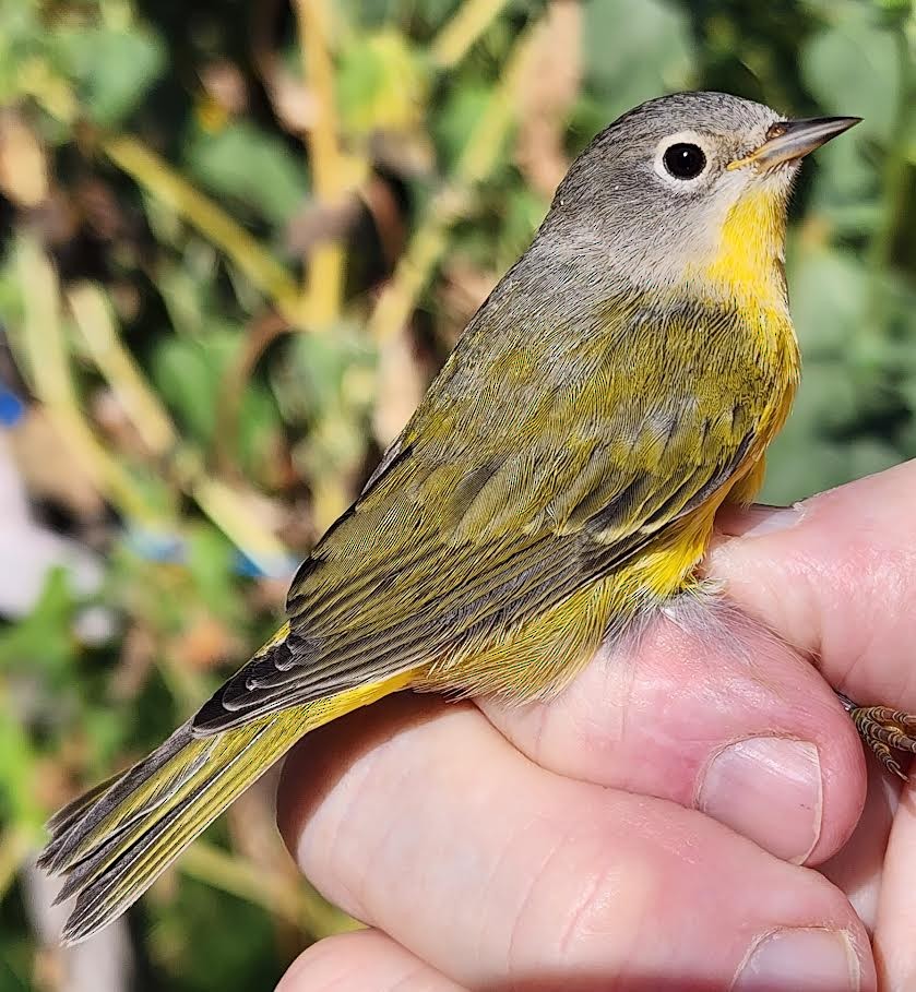 Nashville Warbler - ML641393381