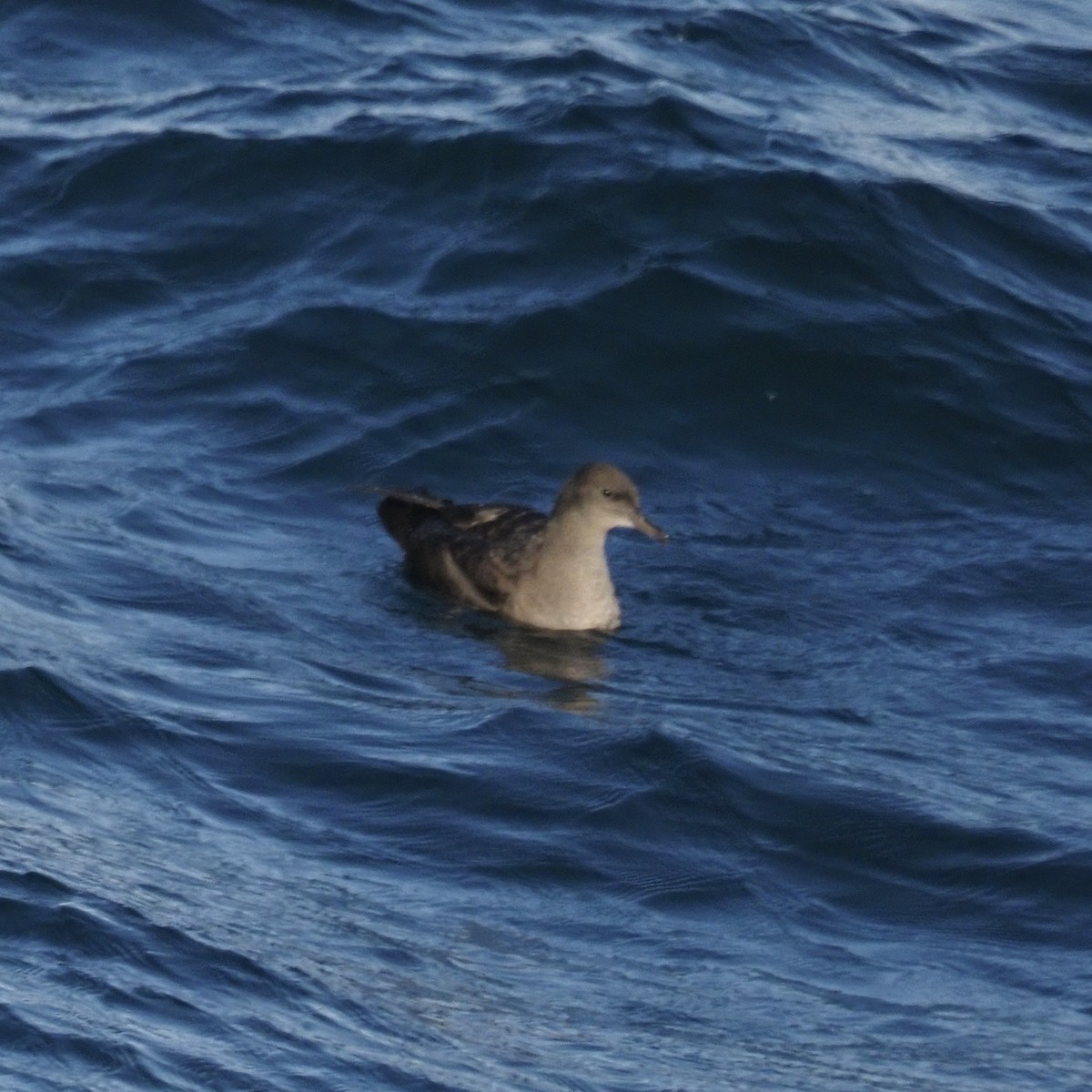 Gabai iluna - ML641393394