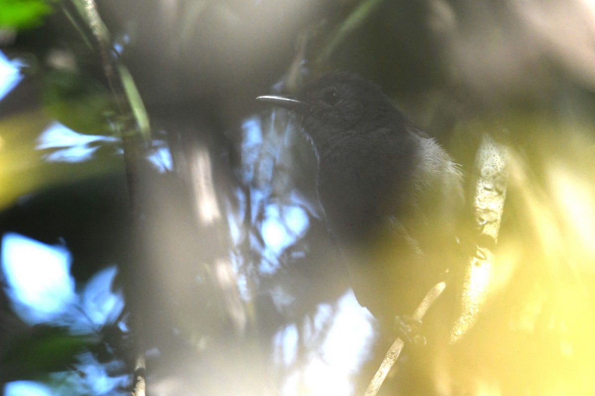 Mato Grosso Antbird - ML641393408