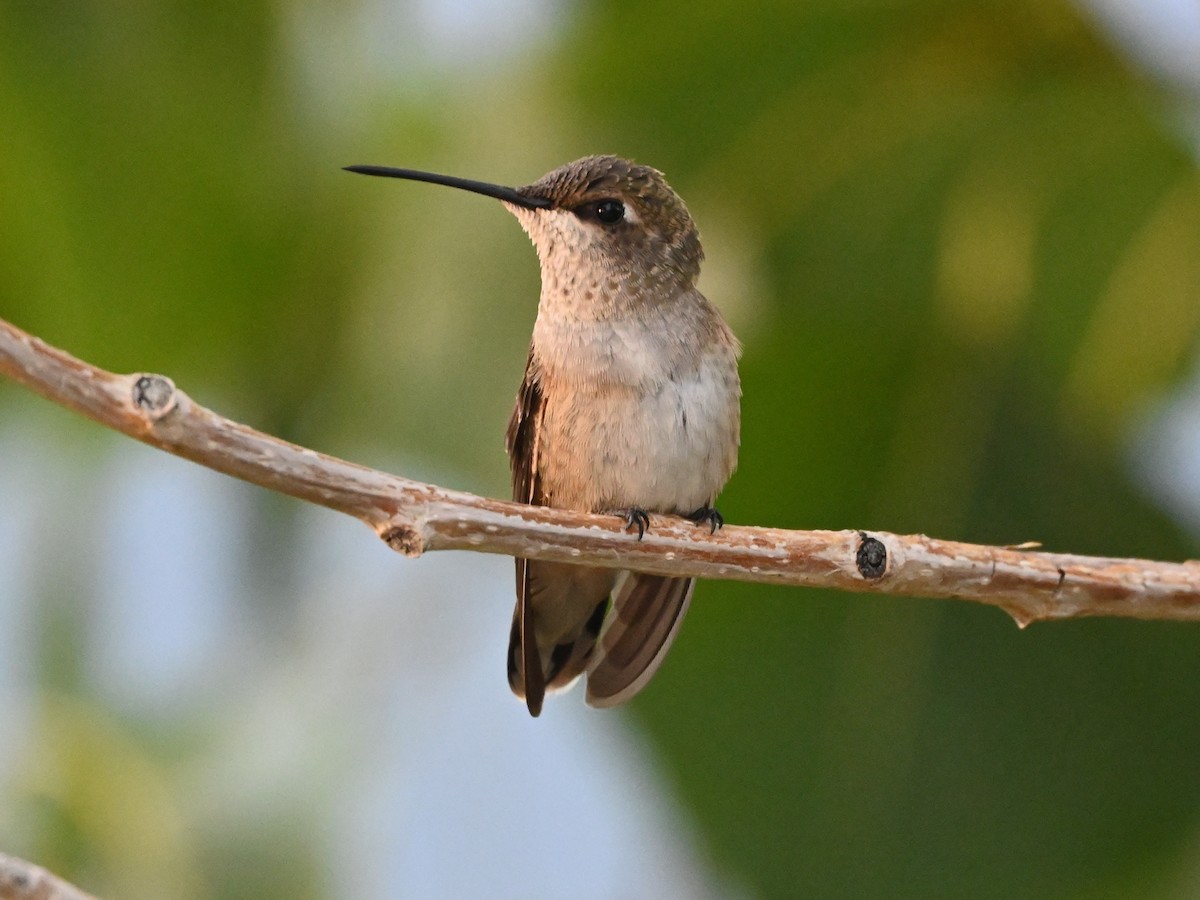 hummingbird sp. - ML641393478