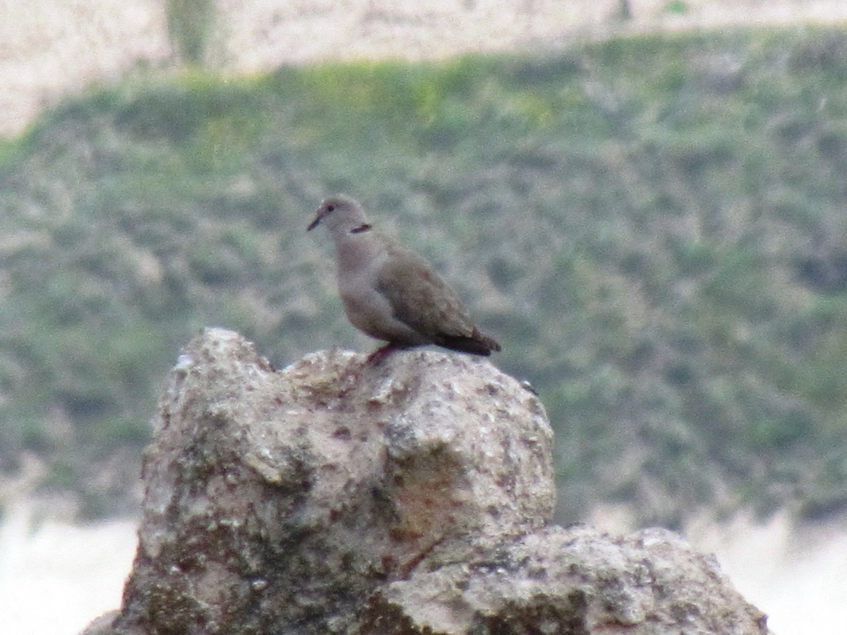 Eurasian Collared-Dove - ML641393489