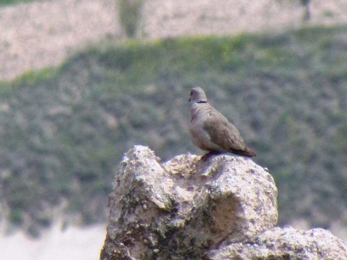 Eurasian Collared-Dove - ML641393490