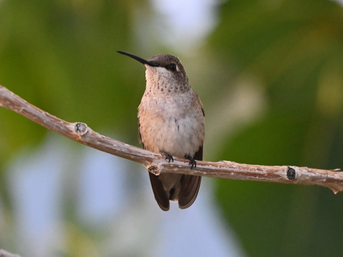 hummingbird sp. - ML641393525